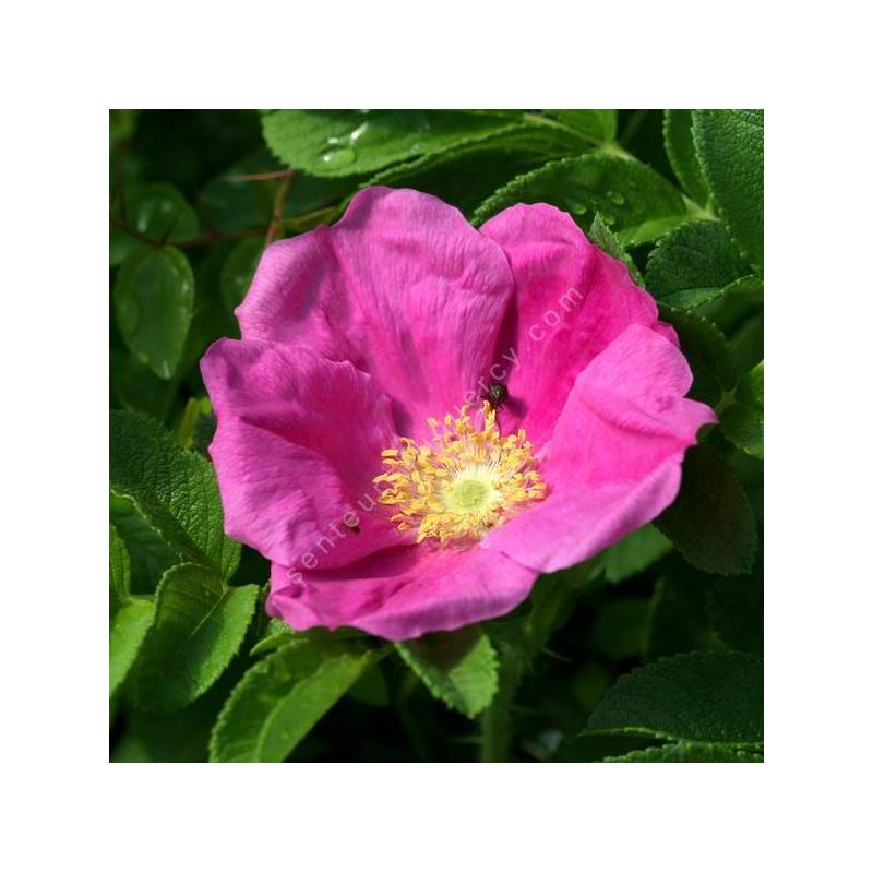 Rosa rugosa - Rosier rugueux