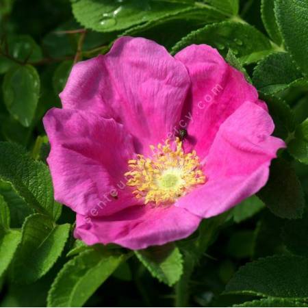 Rosa rugosa - Rosier rugueux