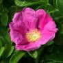 Rosa rugosa - Rosier rugueux