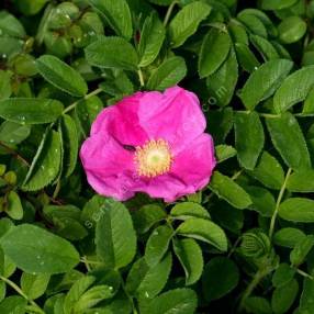 Rosa rugosa - Rosier rugueux