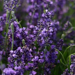 Lavandula angustifolia 'Forever Blue' - Vraie Lavande