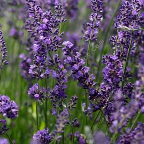 Lavandula angustifolia 'Forever Blue' - Vraie Lavande