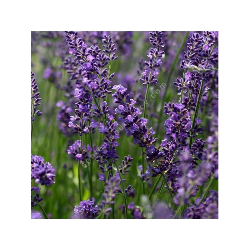 Lavandula angustifolia 'Forever Blue' - Vraie Lavande