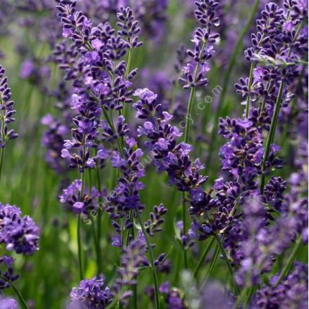 Lavandula angustifolia 'Forever Blue' - Vraie Lavande