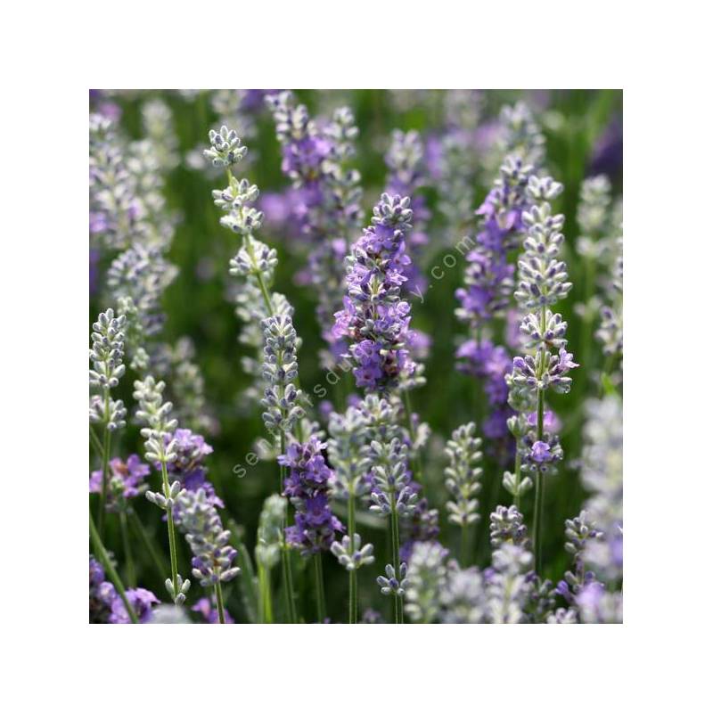 Lavandula angustifolia 'Bluesette' - Vraie Lavande