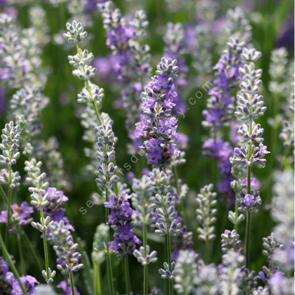 Lavandula angustifolia 'Bluesette' - Vraie Lavande