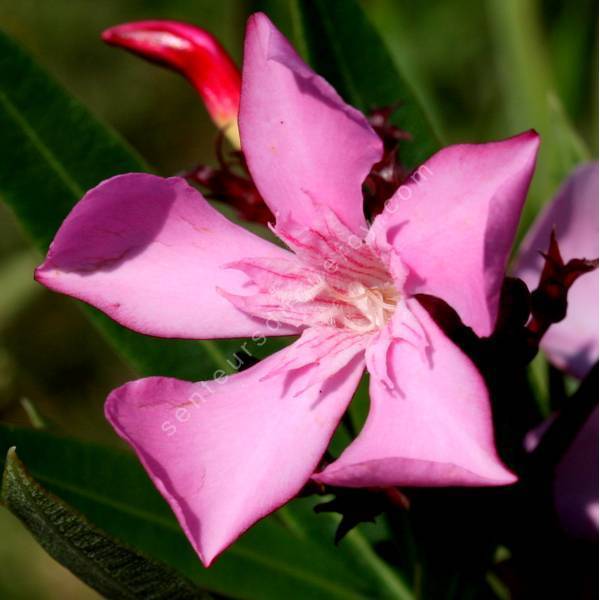 Laurier-rose 'Atlas' - Nerium rose simple