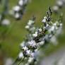 Lavandula x intermedia 'Edelweiss' - Lavandin blanc