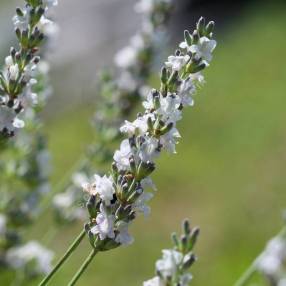 Lavandula x intermedia 'Edelweiss' - Lavandin blanc