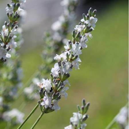 Lavandula x intermedia 'Edelweiss' - Lavandin blanc