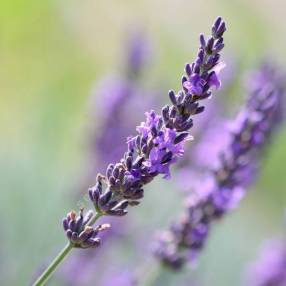 Lavandula x intermedia 'Impress Purple' - Lavandin