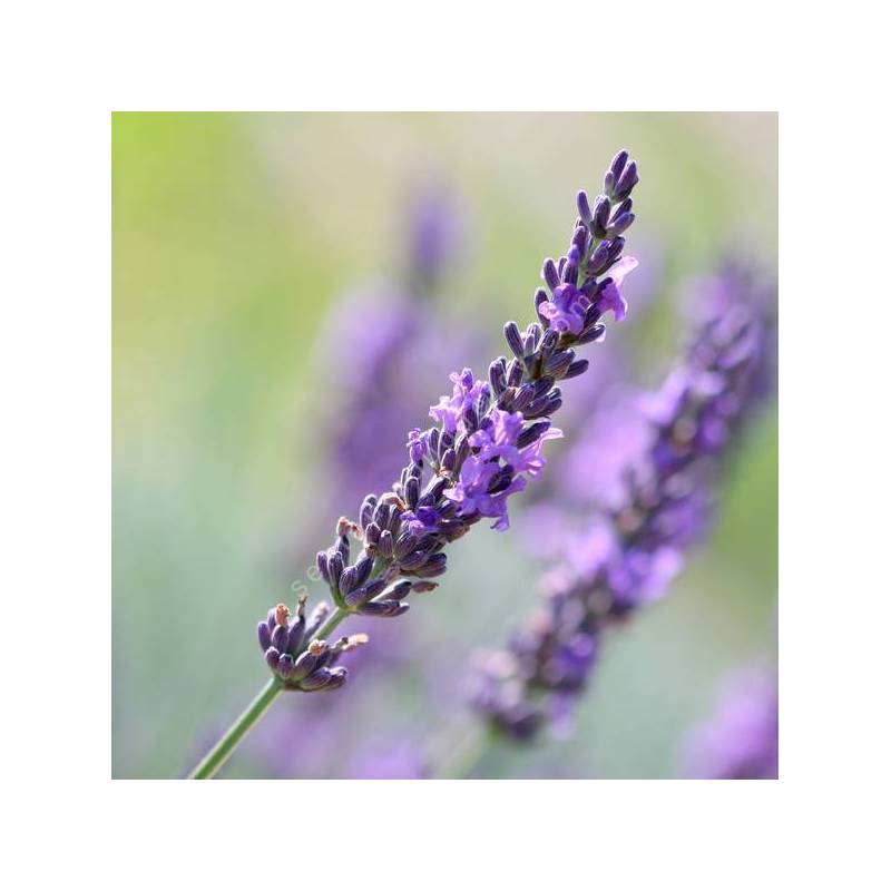 Lavandula x intermedia 'Impress Purple' - Lavandin