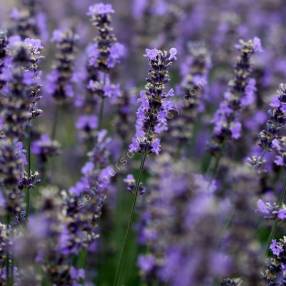 Lavandula angustifolia 'Diva' - Vraie Lavande