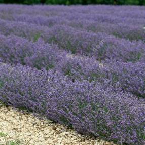 Lavandula angustifolia 'Diva' - Vraie Lavande