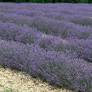 Lavandula angustifolia 'Diva' - Vraie Lavande