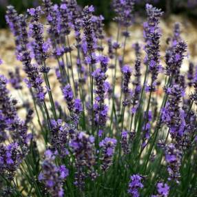 Lavandula angustifolia 'Diva' - Vraie Lavande