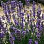 Lavandula angustifolia 'Diva' - Vraie Lavande