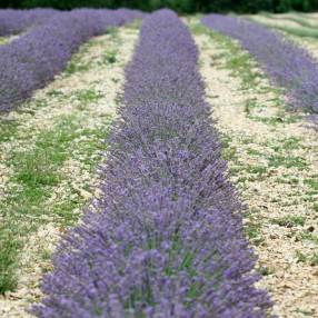 Lavandula angustifolia 'Maillette' - Vraie Lavande