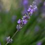 Lavandula angustifolia 'Maillette' - Vraie Lavande