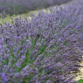 Lavandula angustifolia 'Maillette' - Vraie Lavande