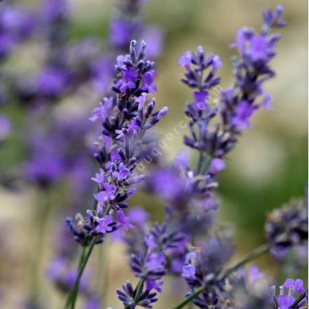 Lavandula angustifolia 'Maillette' - Vraie Lavande