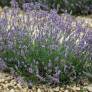 Lavandula angustifolia 'Maillette' - Vraie Lavande