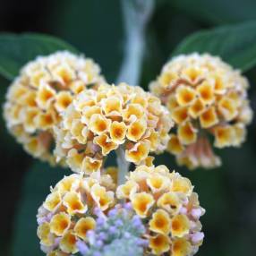 Buddleja x weyeriana 'Golden Glow' - Arbre aux papillons jaune