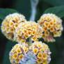 Buddleja x weyeriana 'Golden Glow' - Arbre aux papillons jaune