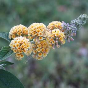 Buddleja x weyeriana 'Golden Glow' - Arbre aux papillons jaune