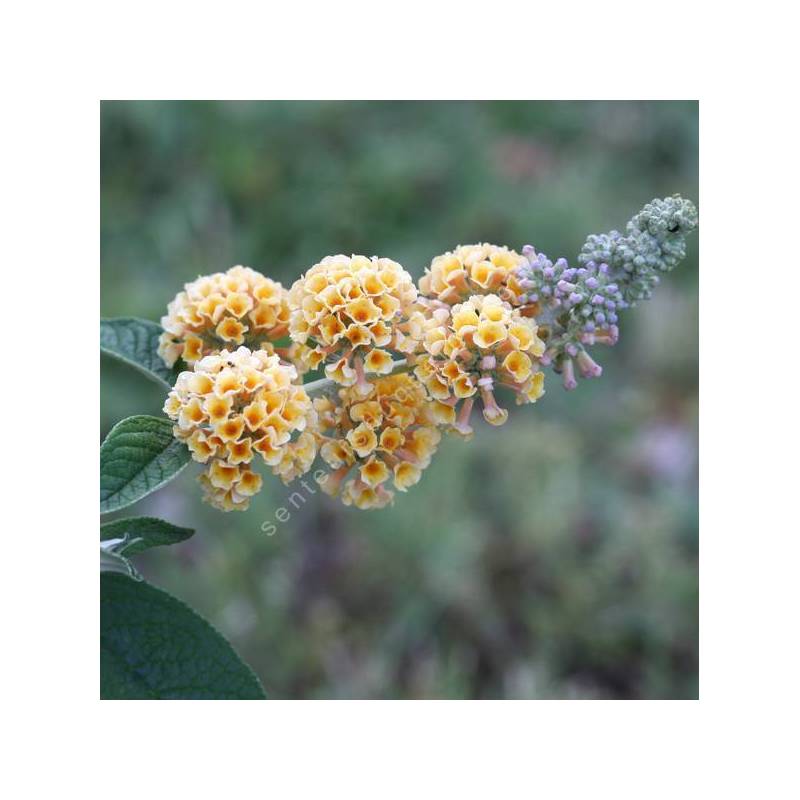 Buddleja x weyeriana 'Golden Glow' - Arbre aux papillons jaune