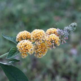 Buddleja x weyeriana 'Golden Glow' - Arbre aux papillons jaune