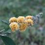 Buddleja x weyeriana 'Golden Glow' - Arbre aux papillons jaune