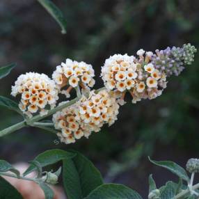 Buddleja x weyeriana 'Moonlight' - Arbre aux papillons jaune