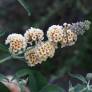 Buddleja x weyeriana 'Moonlight' - Arbre aux papillons jaune