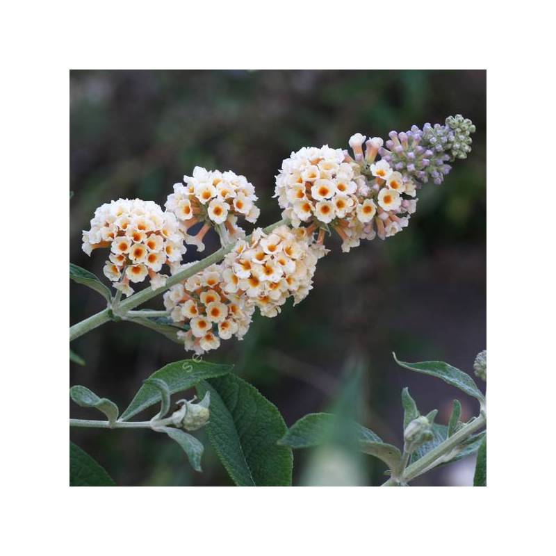 Buddleja x weyeriana 'Moonlight' - Arbre aux papillons jaune