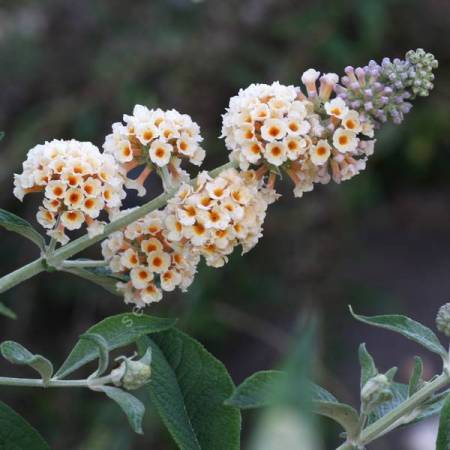 Buddleja x weyeriana 'Moonlight' - Arbre aux papillons jaune