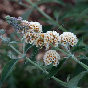 Buddleja x weyeriana 'Moonlight' - Arbre aux papillons jaune