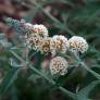 Buddleja x weyeriana 'Moonlight' - Arbre aux papillons jaune