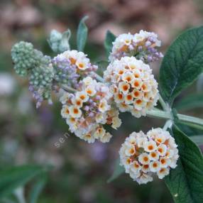 Buddleja x weyeriana 'Moonlight' - Arbre aux papillons jaune