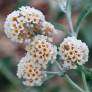 Buddleja x weyeriana 'Moonlight' - Arbre aux papillons jaune