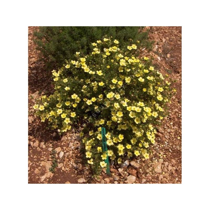 Potentille Arbustive 'Goldfinger' - Potentilla Fruticosa Jaune Vif, Conteneur 3-4 Litres, Floraison Juin à Octobre