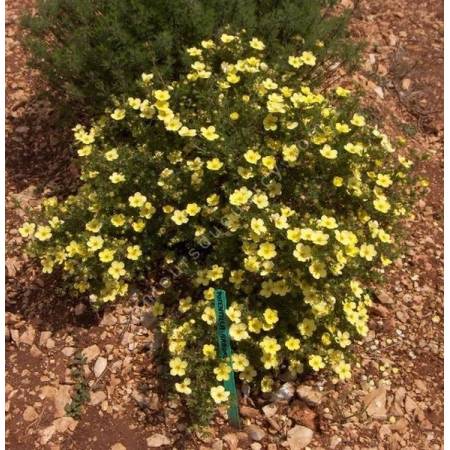 Potentilla fruticosa 'Goldfinger' - Potentille arbustive jaune