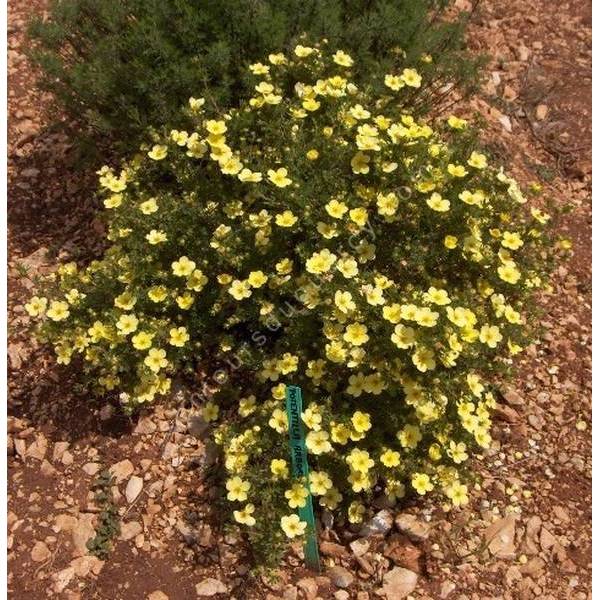 Potentilla fruticosa 'Goldfinger' - Potentille arbustive jaune