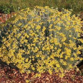 Helichrysum 'Miel & Curry' - Immortelle