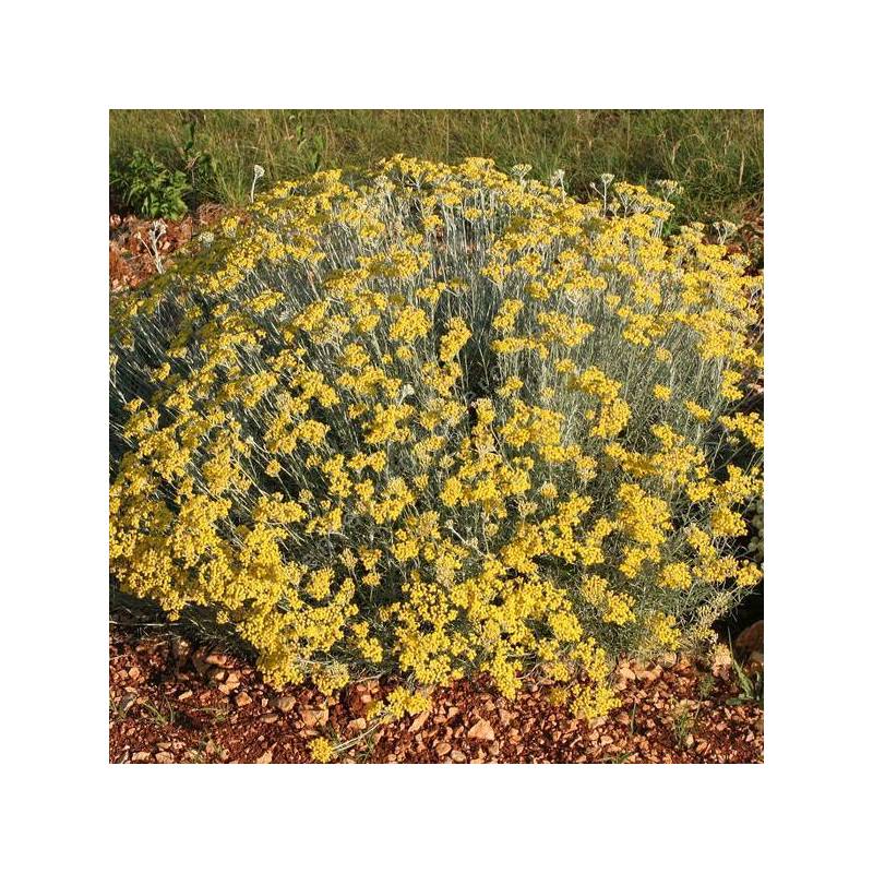 Helichrysum 'Miel & Curry' - Immortelle