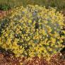 Helichrysum 'Miel & Curry' - Immortelle