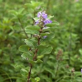 Vitex rotundifolia - Gattilier à feuilles rondes