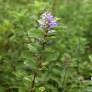 Vitex rotundifolia - Gattilier à feuilles rondes