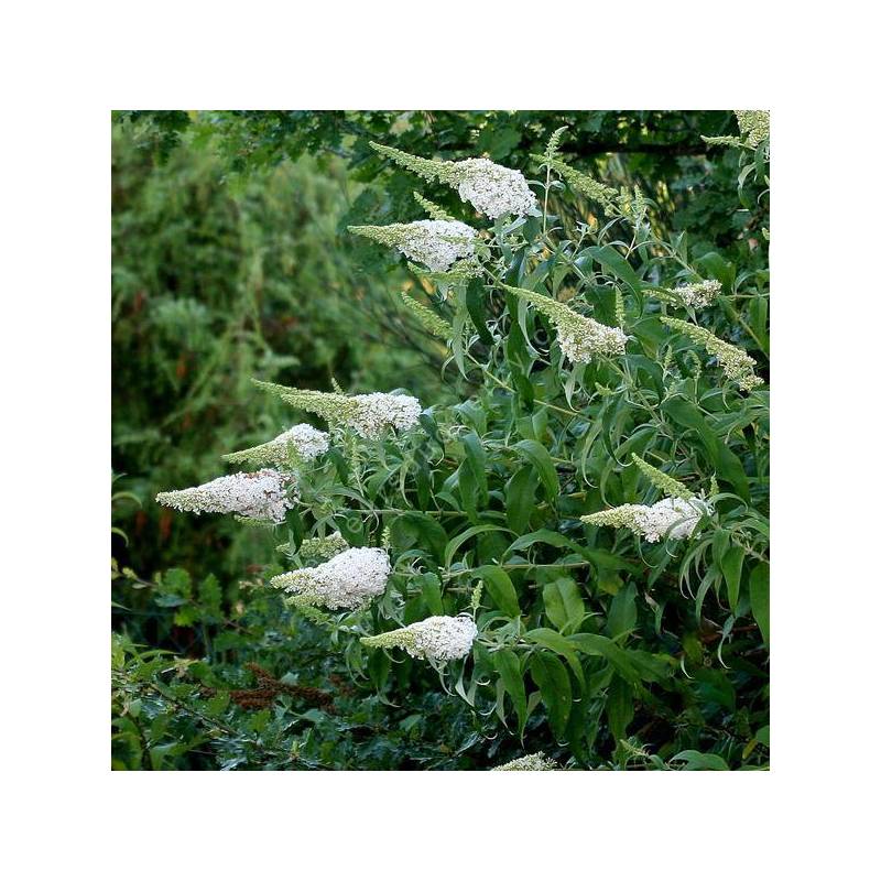 Buddleja davidii 'White Bouquet' - Arbre aux papillons blanc