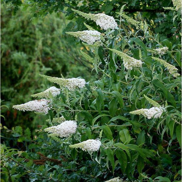 Buddleja davidii 'White Bouquet' - Arbre aux papillons blanc